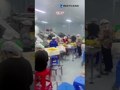 WG210 Ηλεκτρική βιομηχανική συσκευή συσκευασίας για αποξηραμένα φρούτα